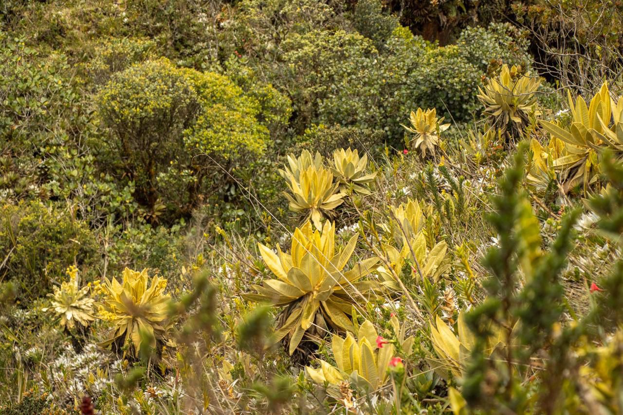 Ambiental: Antioquia y Caldas trazan salvación del páramo de Sonsón
